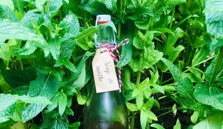 Sirop de Menthe Maison : avec 4 ingrédients, fait en 2min