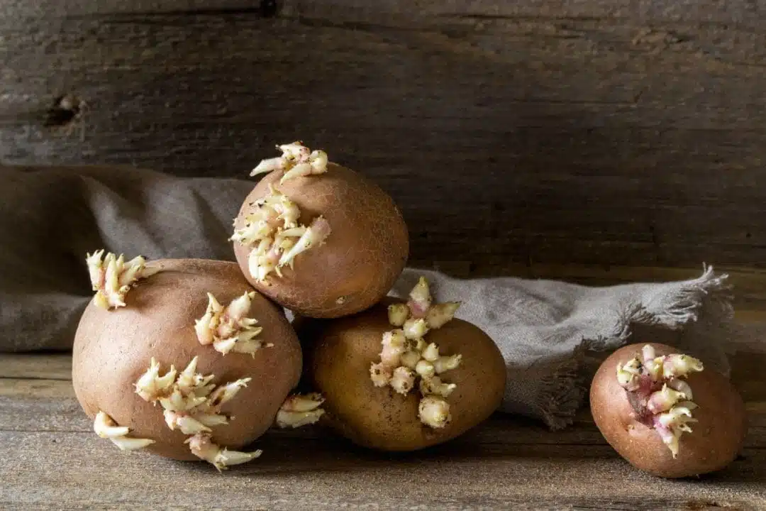 Pommes de terre