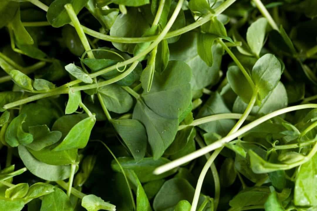 aliment le plus sain du monde