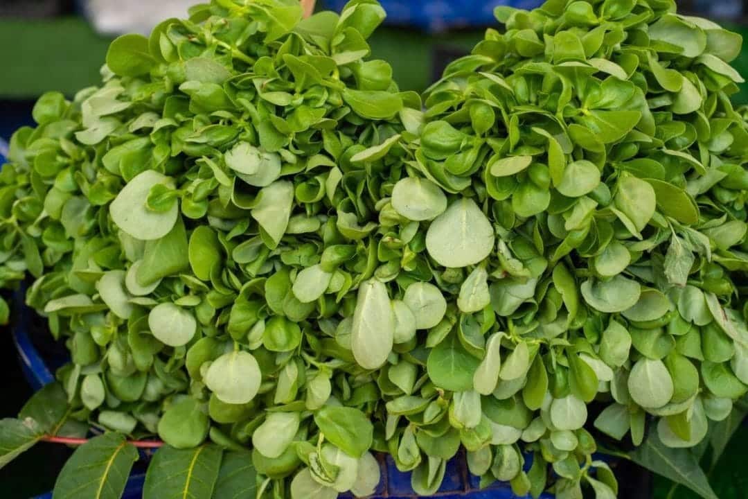 Plante indispensable dans votre potager