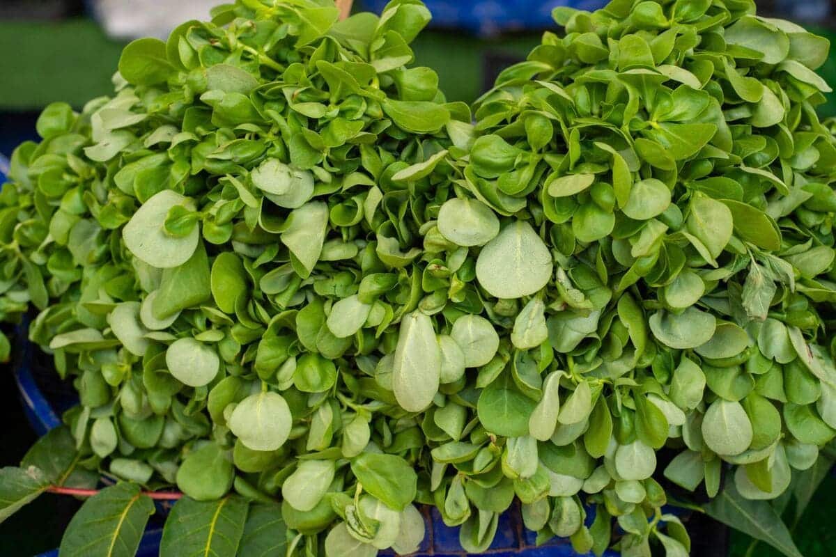 Plante indispensable dans votre potager