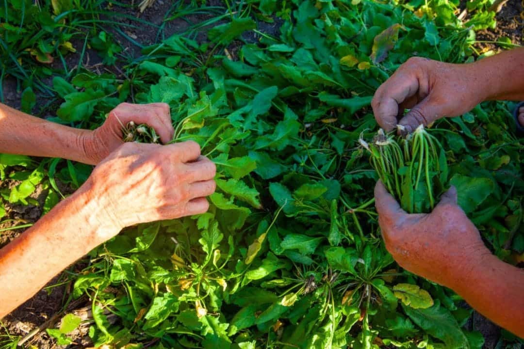 l’aliment le plus sain au monde !