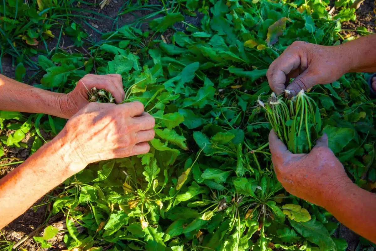 l’aliment le plus sain au monde !