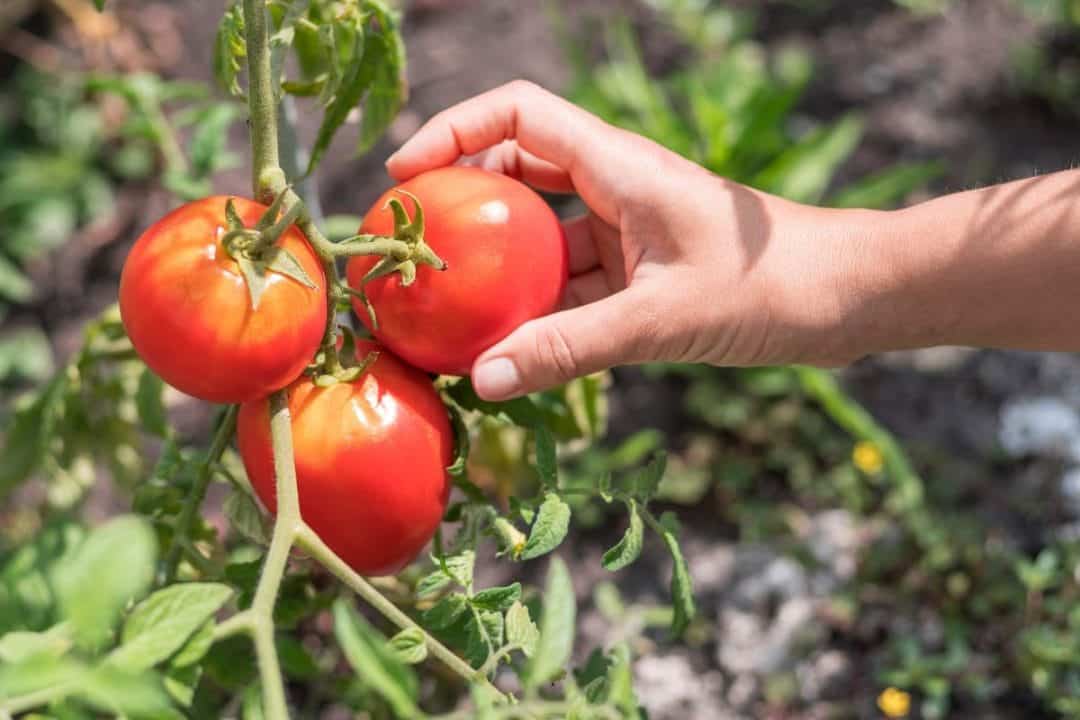 Doubler la récolte tomates