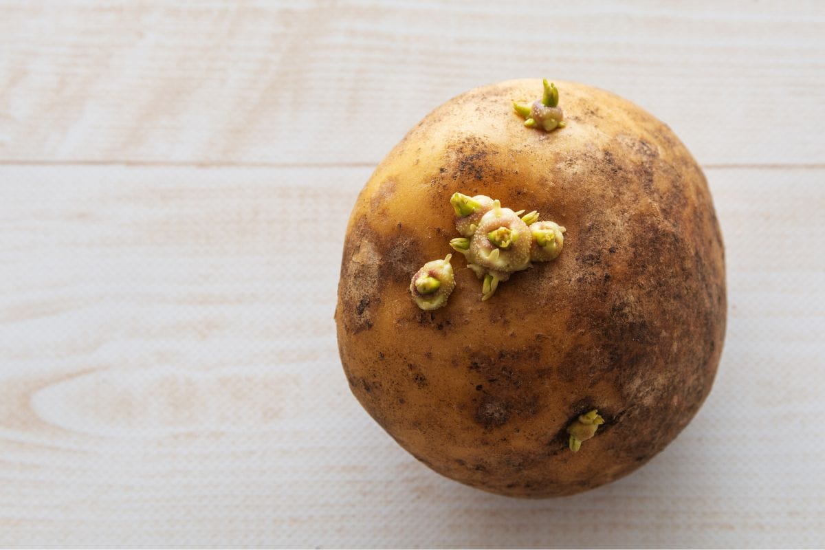 Pommes de terre qui germent