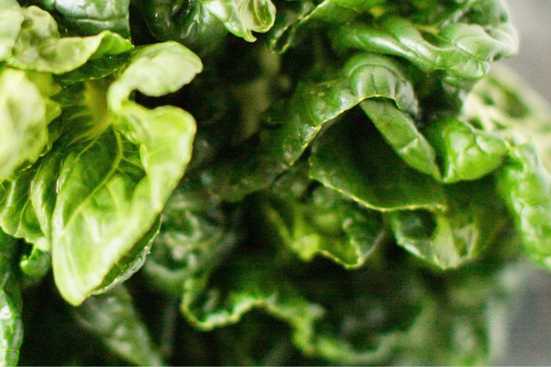 Salade iceberg ou sucrine