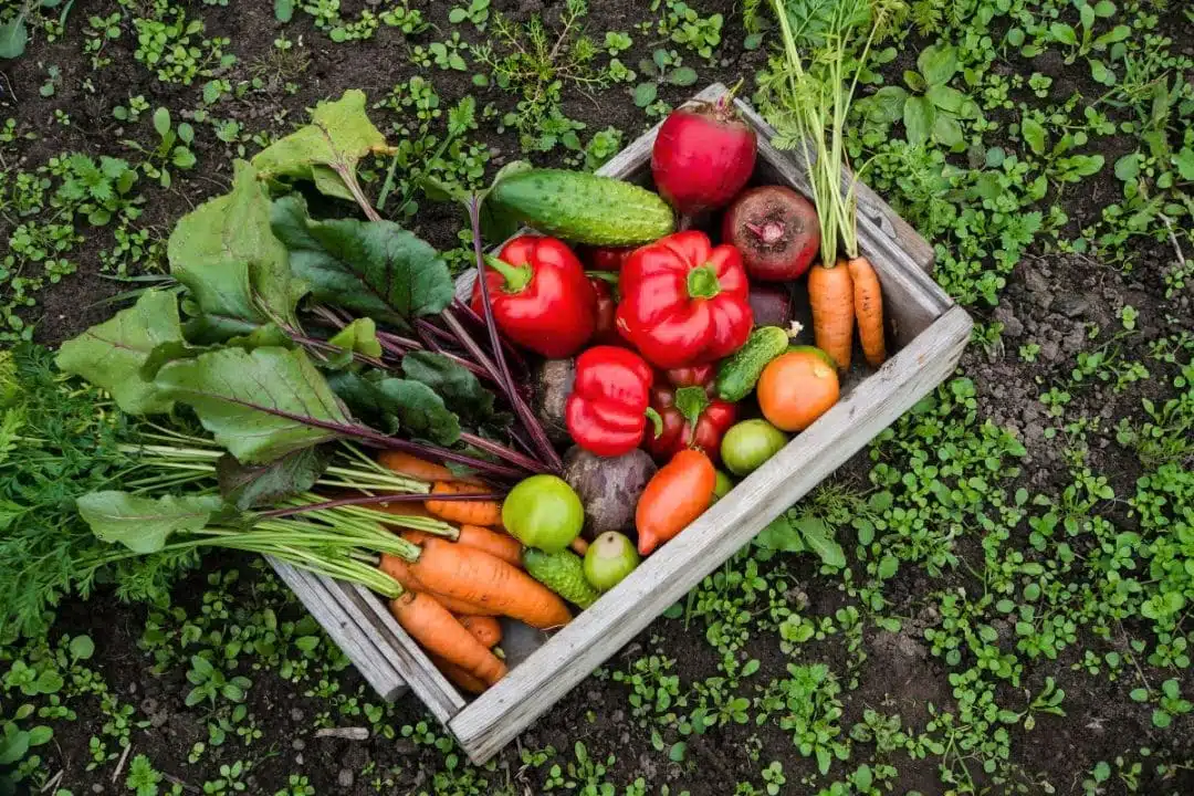 11 légumes qui repoussent sans effort,