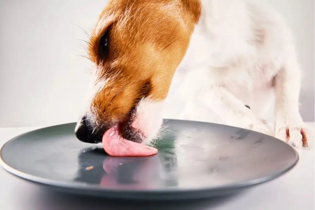 Évitez que votre chien ne lèche votre assiette