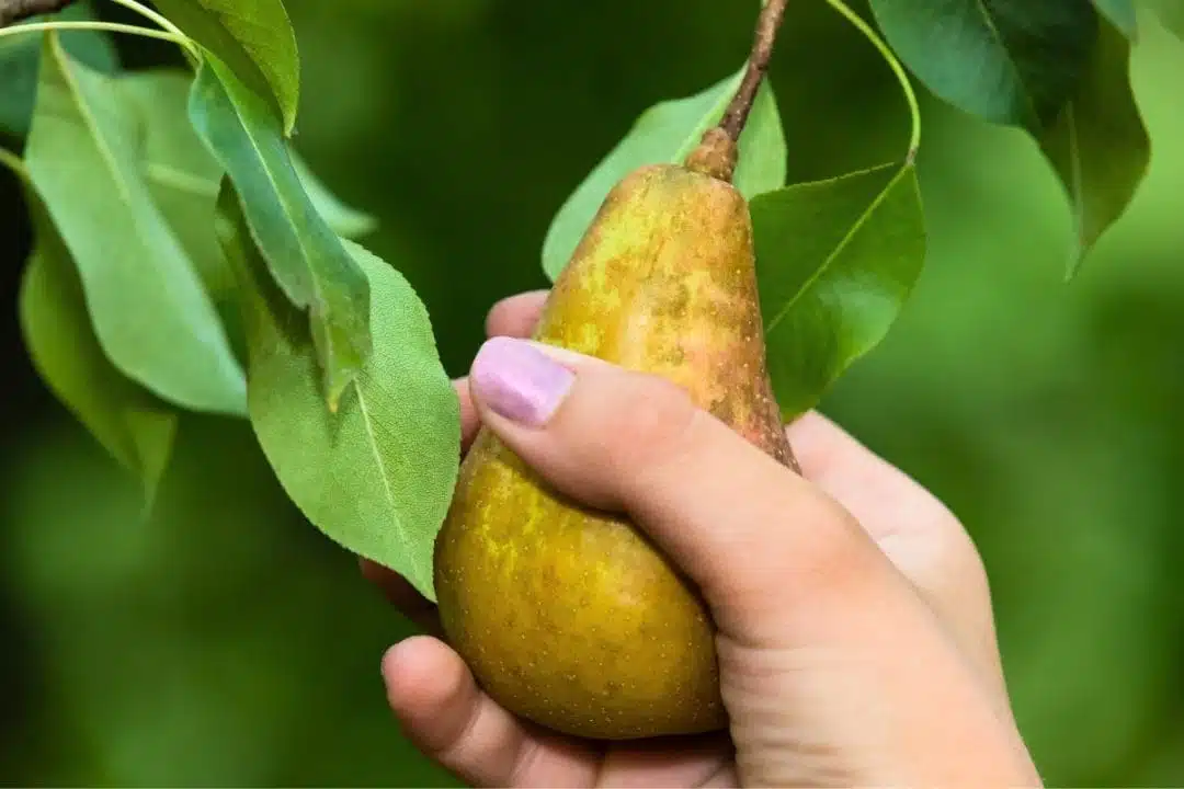 Ces poires bourrées de pesticides