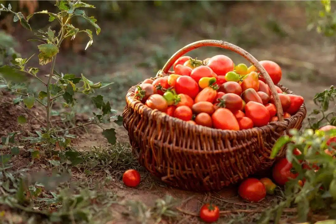 double la récolte de tomates en plein été