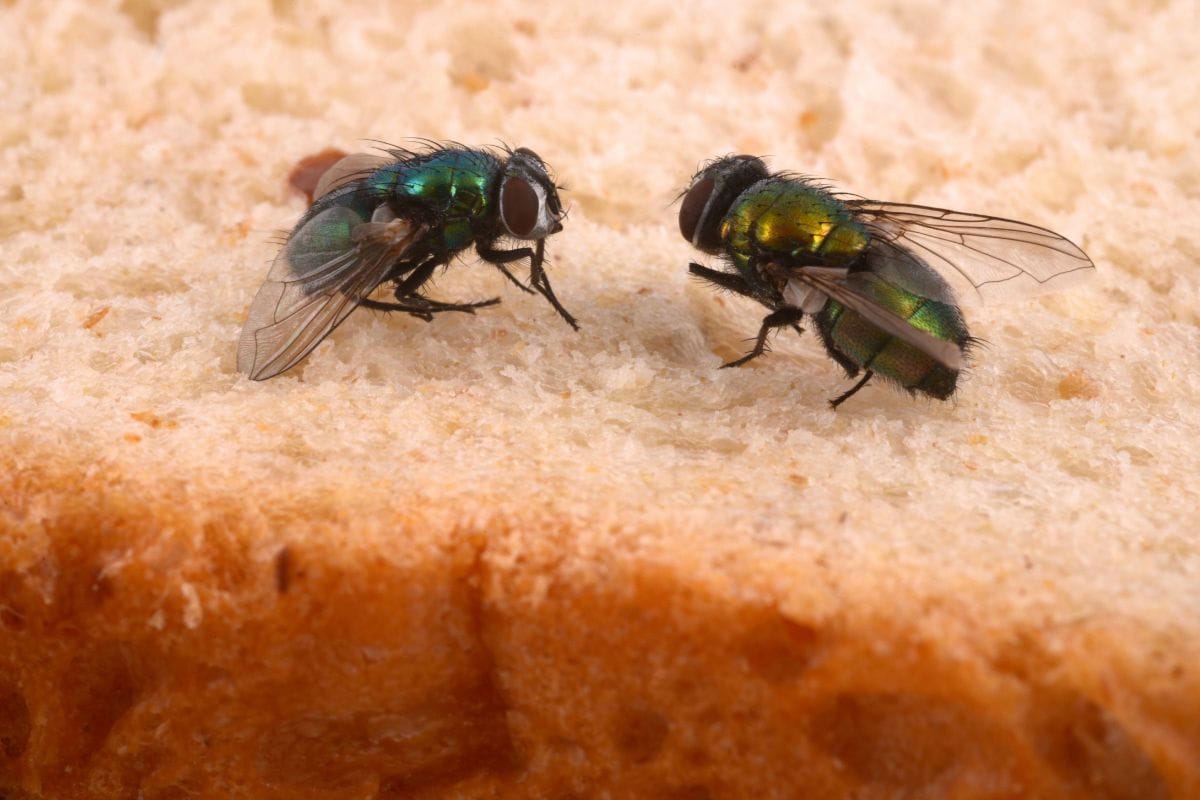 Chassez les mouches avec une simple bouteille de soda