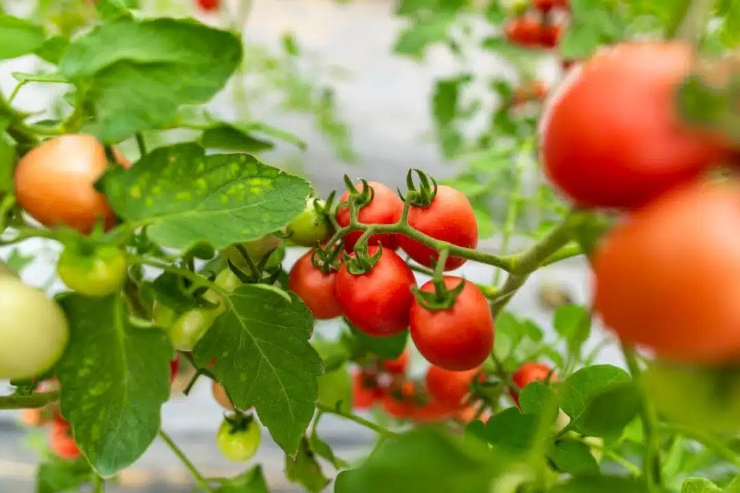L’astuce peu connue des jardiniers