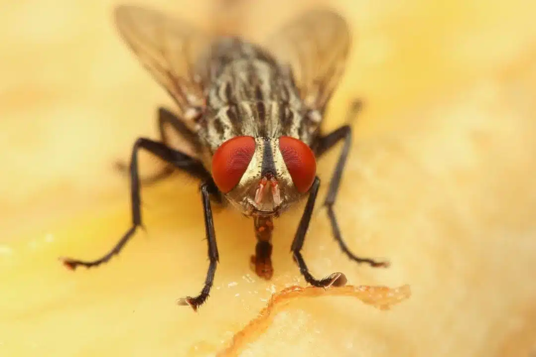 une bouteille de soda pour éliminer les mouches