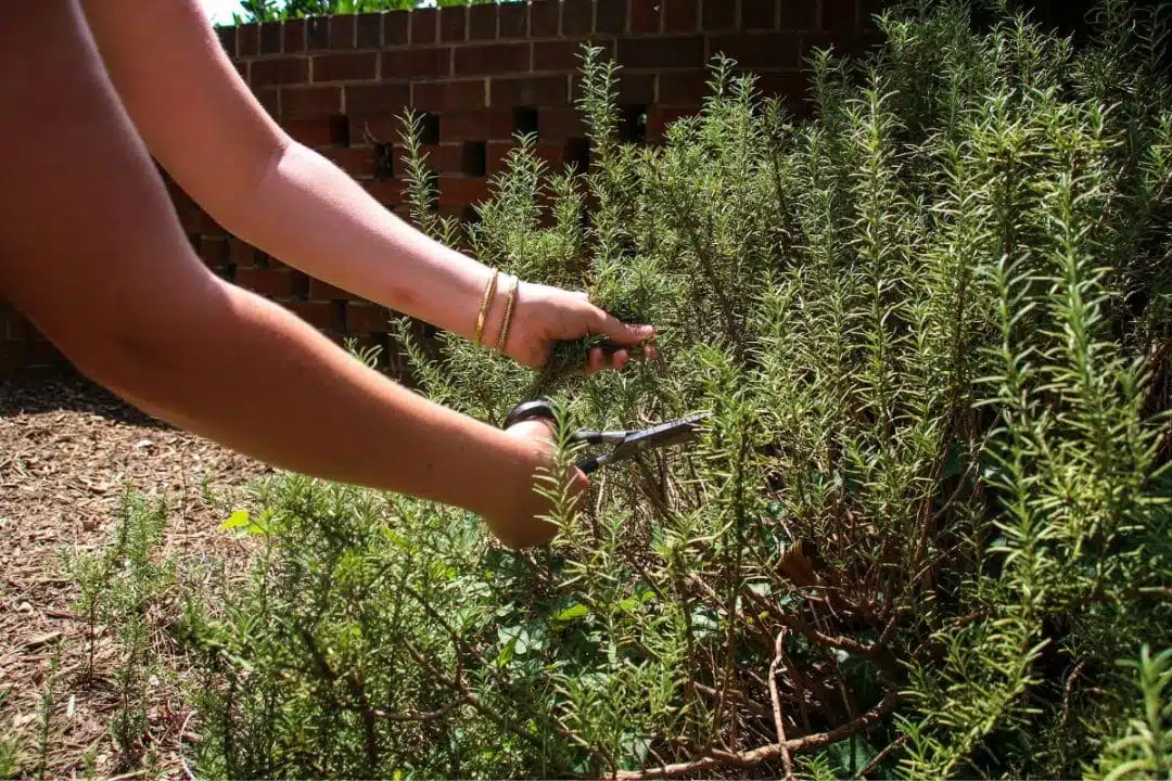 Ces fleurs à planter au potager
