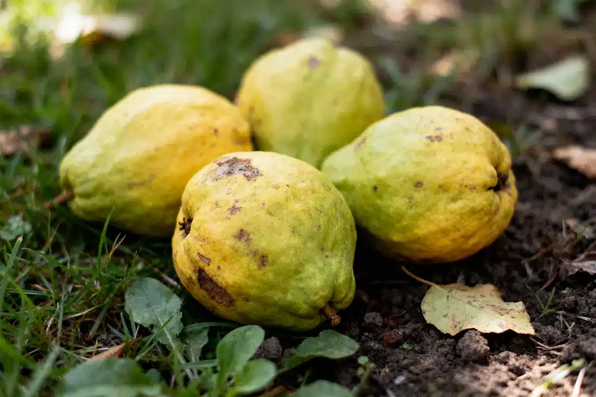 Cinq coings jaunes posés par terre sur l’herbe, avec quelques feuilles autour.