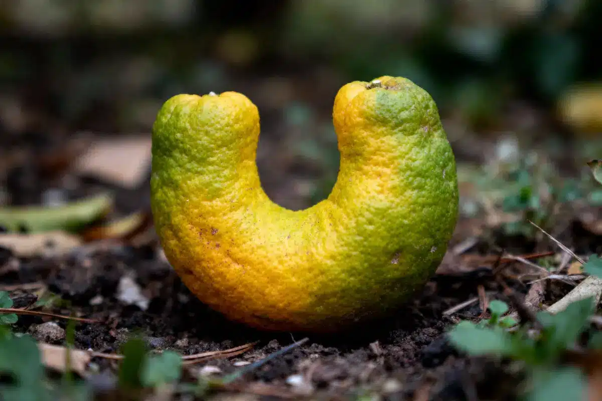 Un agrume vert et jaune en forme de fer à cheval au sol.