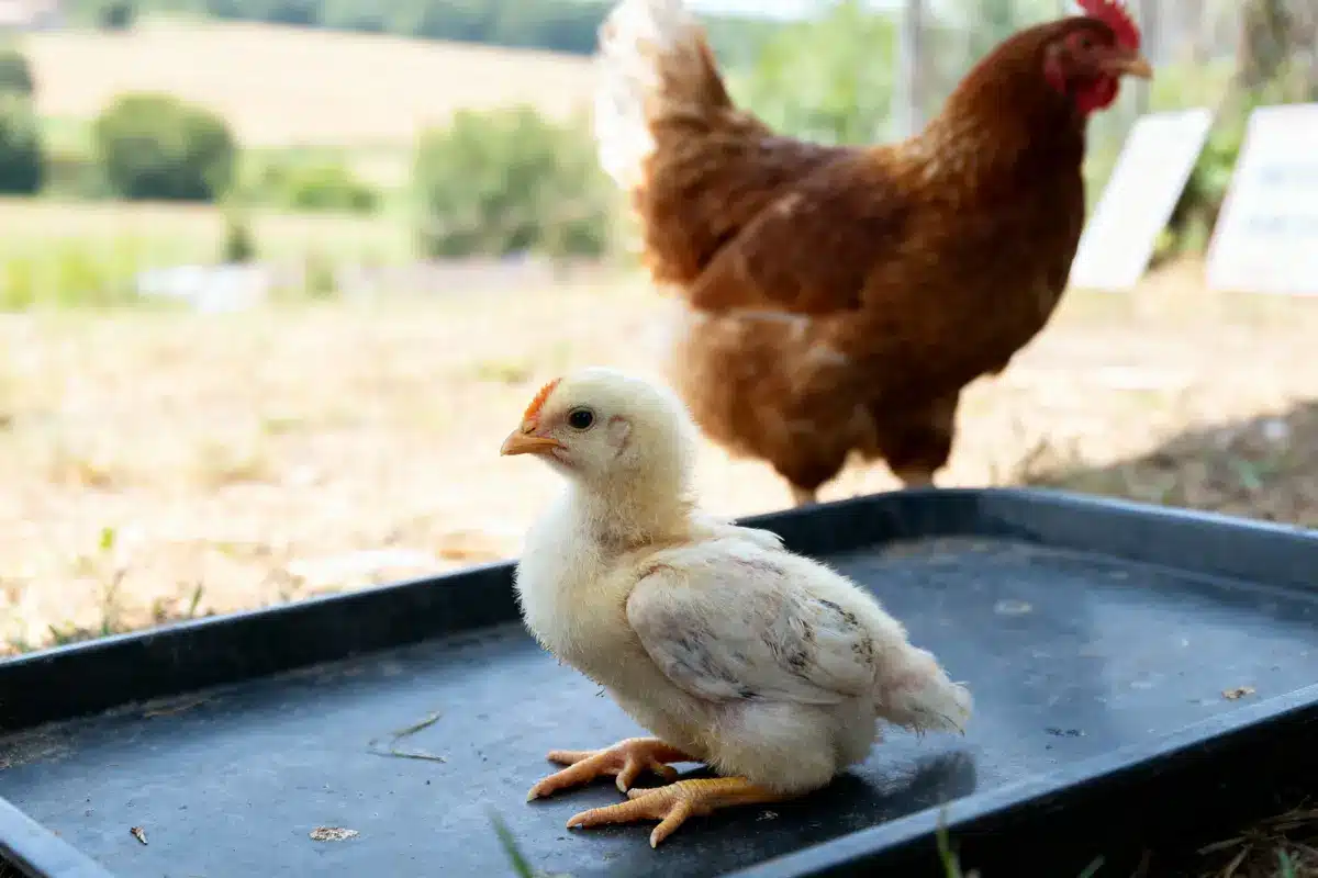 Poussin blanc sur un plateau noir, avec une poule brune en arrière-plan, dans un environnement rural.