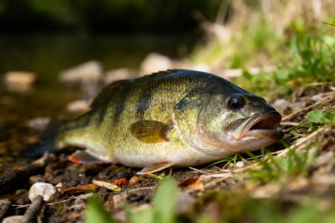 Poisson allongé sur sol herbeux près d'un plan d'eau, lumière naturelle.