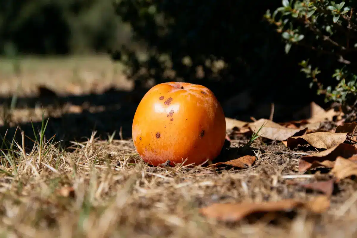 Kaki mûr avec tâches au sol illustrant les dangers du kaki en automne