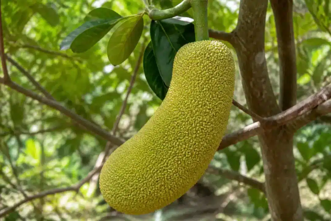 Gros plan sur un fruit du jacquier, un légume commençant par J, sur arbre