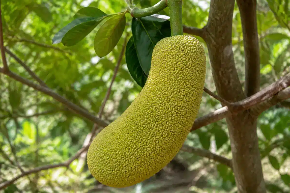 Gros plan sur un fruit du jacquier, un légume commençant par J, sur arbre